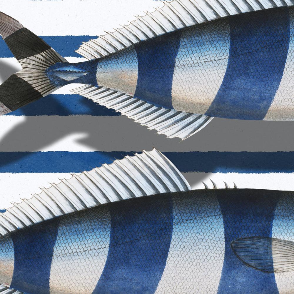Striped Ocean Fish-by-Marja van den-wall-art-print-canvas-poster-framed-Gioia