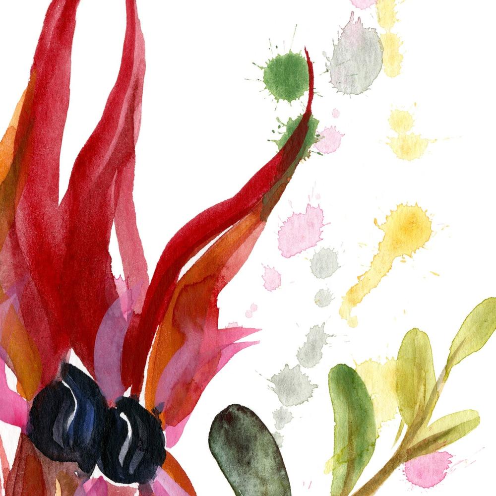 Sturt Desert Pea-by-Jessie Mitchelson-wall-art-print-canvas-poster-framed-Gioia