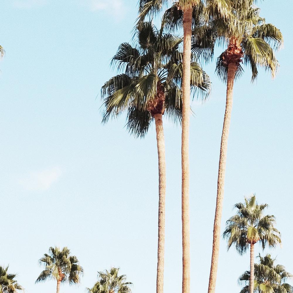 Summer Day At Palm Springs-by-Gal Pittel-wall-art-print-canvas-poster-framed-Gioia
