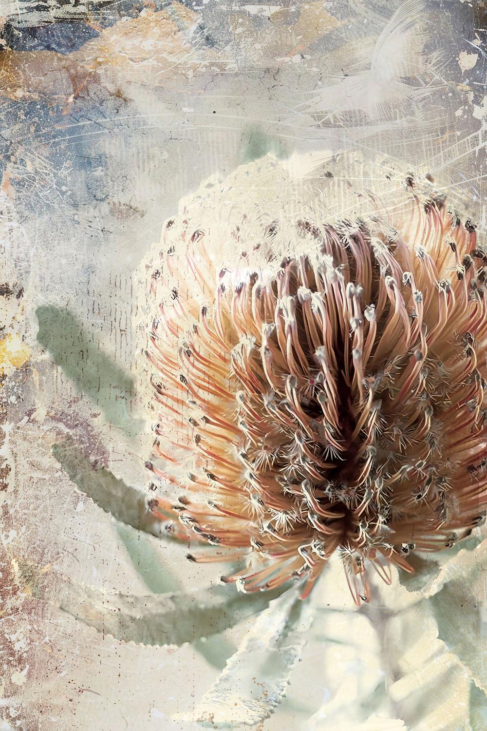 wall-art-print-canvas-poster-framed-Textured Banksia Flower-1