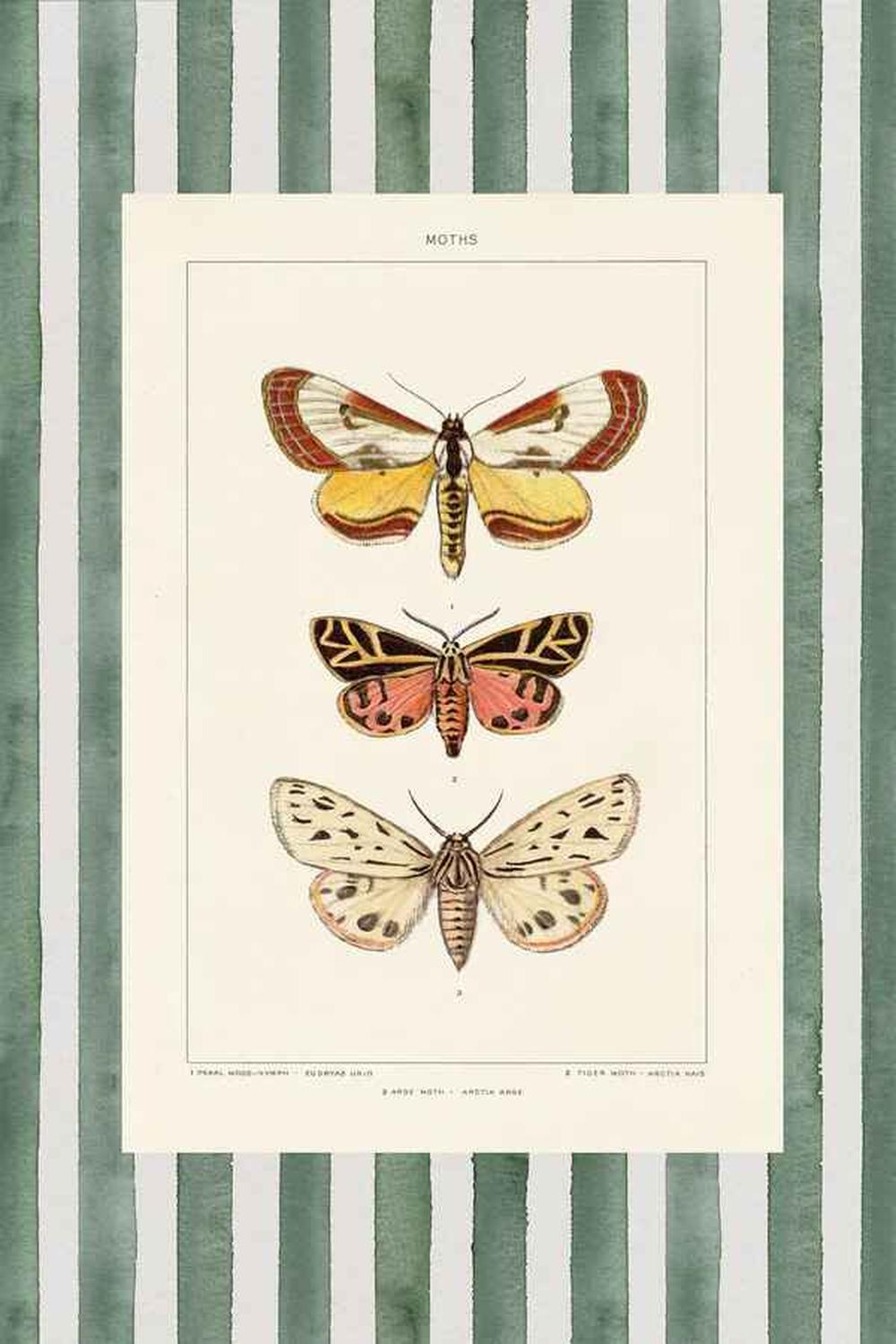 Vintage Moths Stripe, Style A & B, Set Of 2-by-Wild Apple Portfolio-wall-art-print-canvas-poster-framed-Gioia