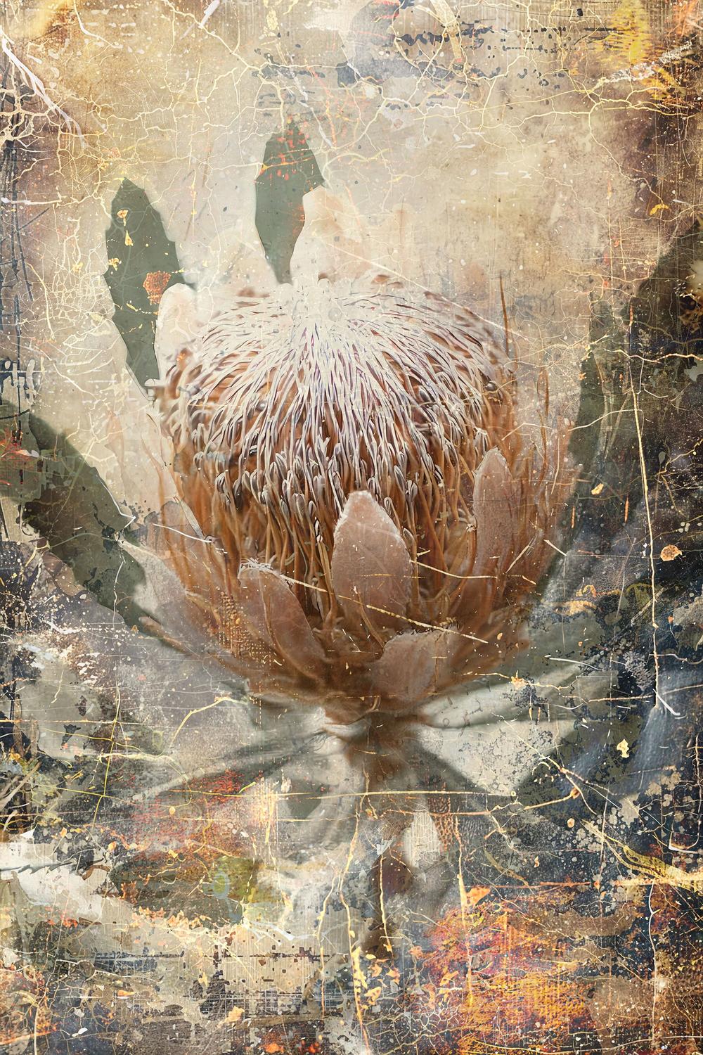wall-art-print-canvas-poster-framed-Vintage Protea Bloom-1