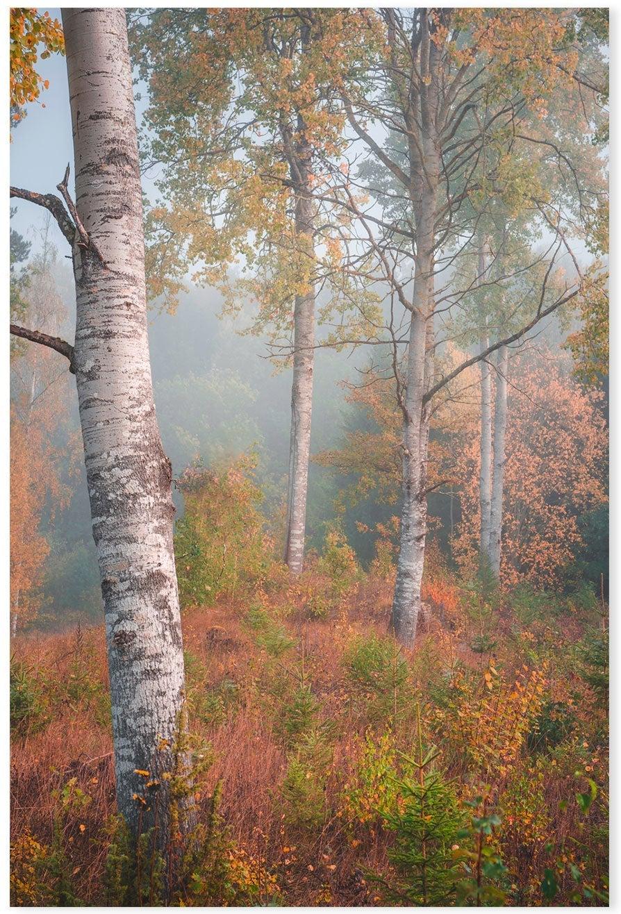 wall-art-print-canvas-poster-framed-Autumn Birchtrees , By Christian Lindsten-GIOIA-WALL-ART