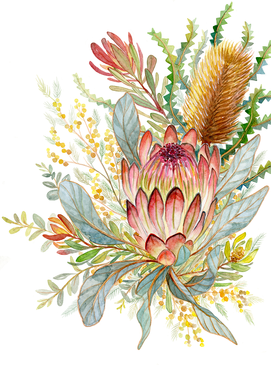 wall-art-print-canvas-poster-framed-Banksia & Leucadendron , By Jessie Mitchelson-1