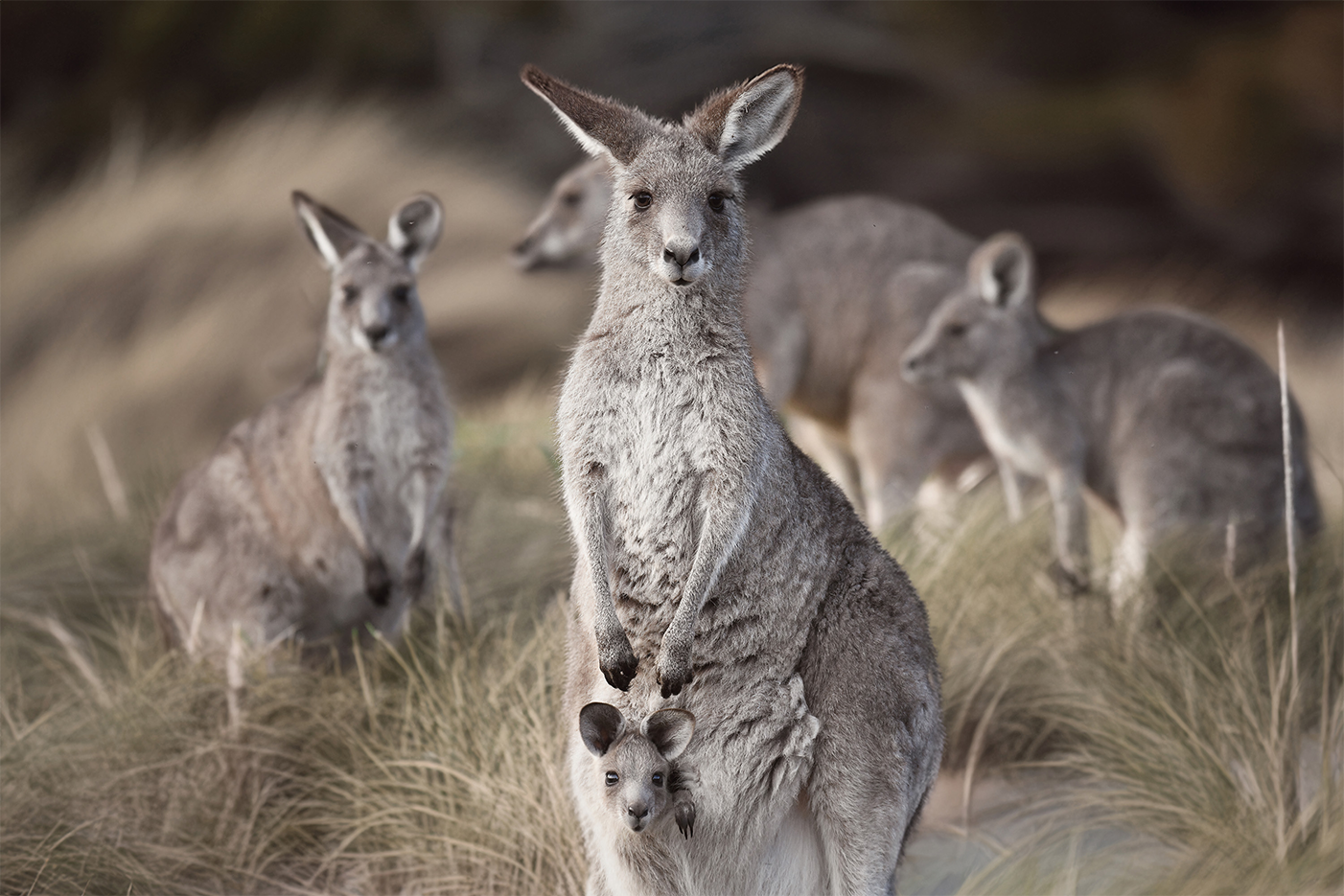 wall-art-print-canvas-poster-framed-Beach Roos , By Belinda Gerace-1