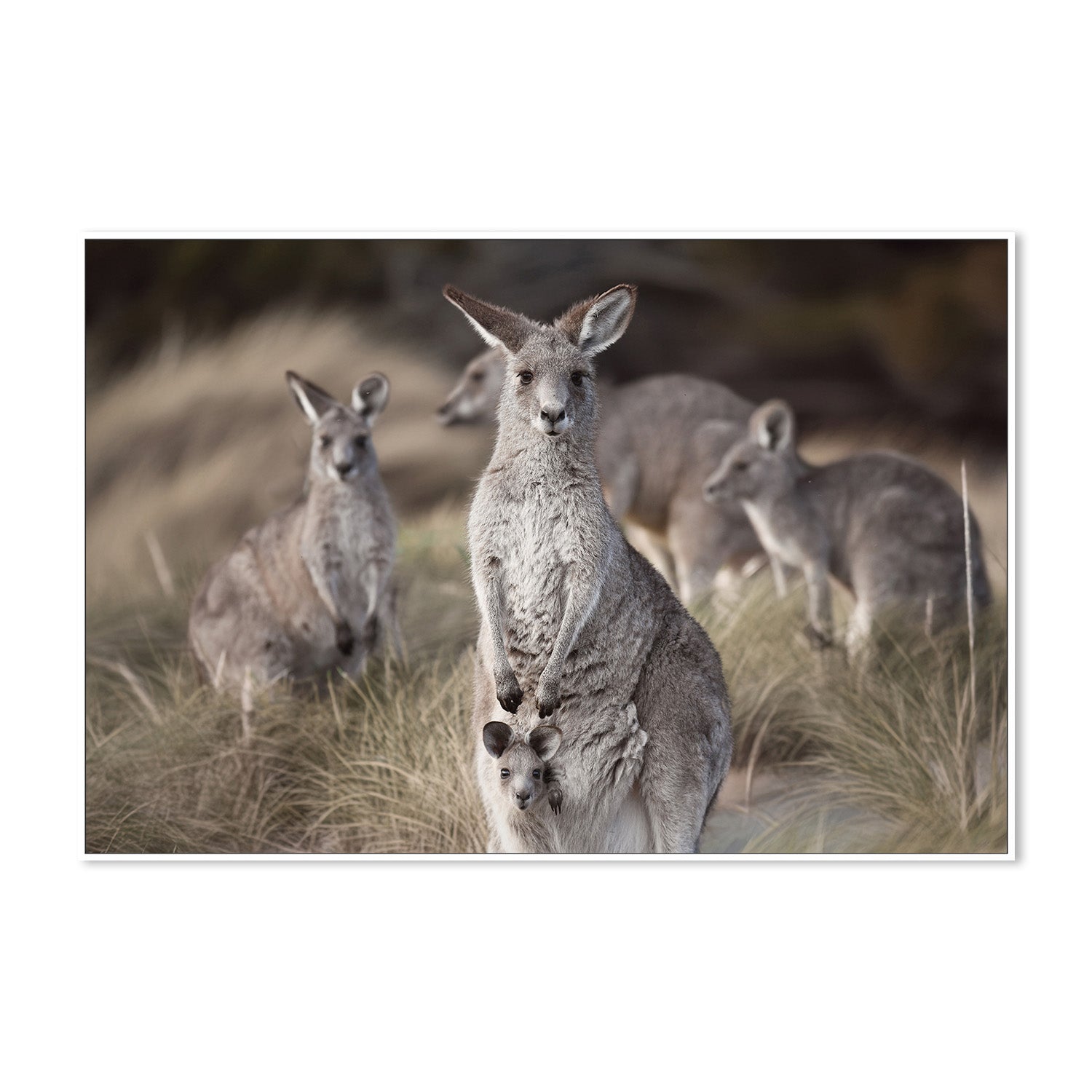wall-art-print-canvas-poster-framed-Beach Roos , By Belinda Gerace-5