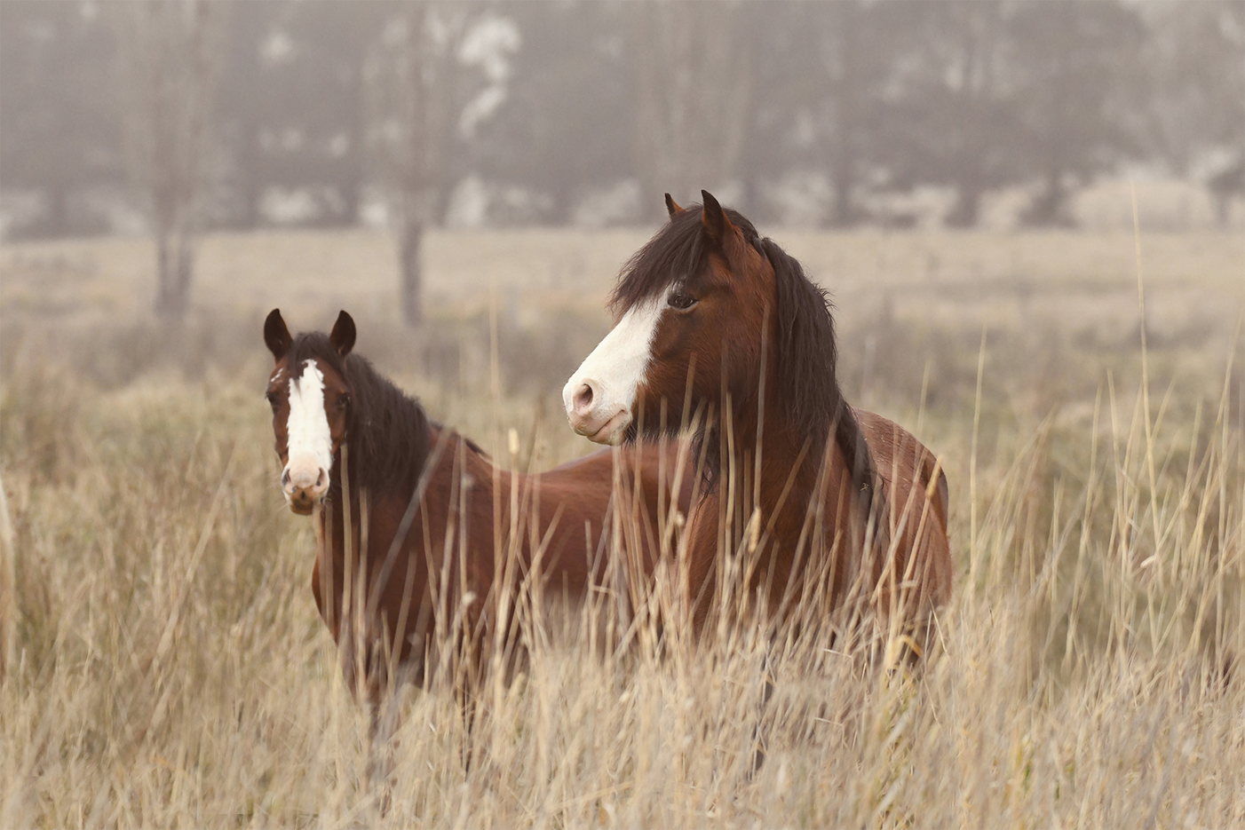 wall-art-print-canvas-poster-framed-Bella And Cookie , By Belinda Gerace-1