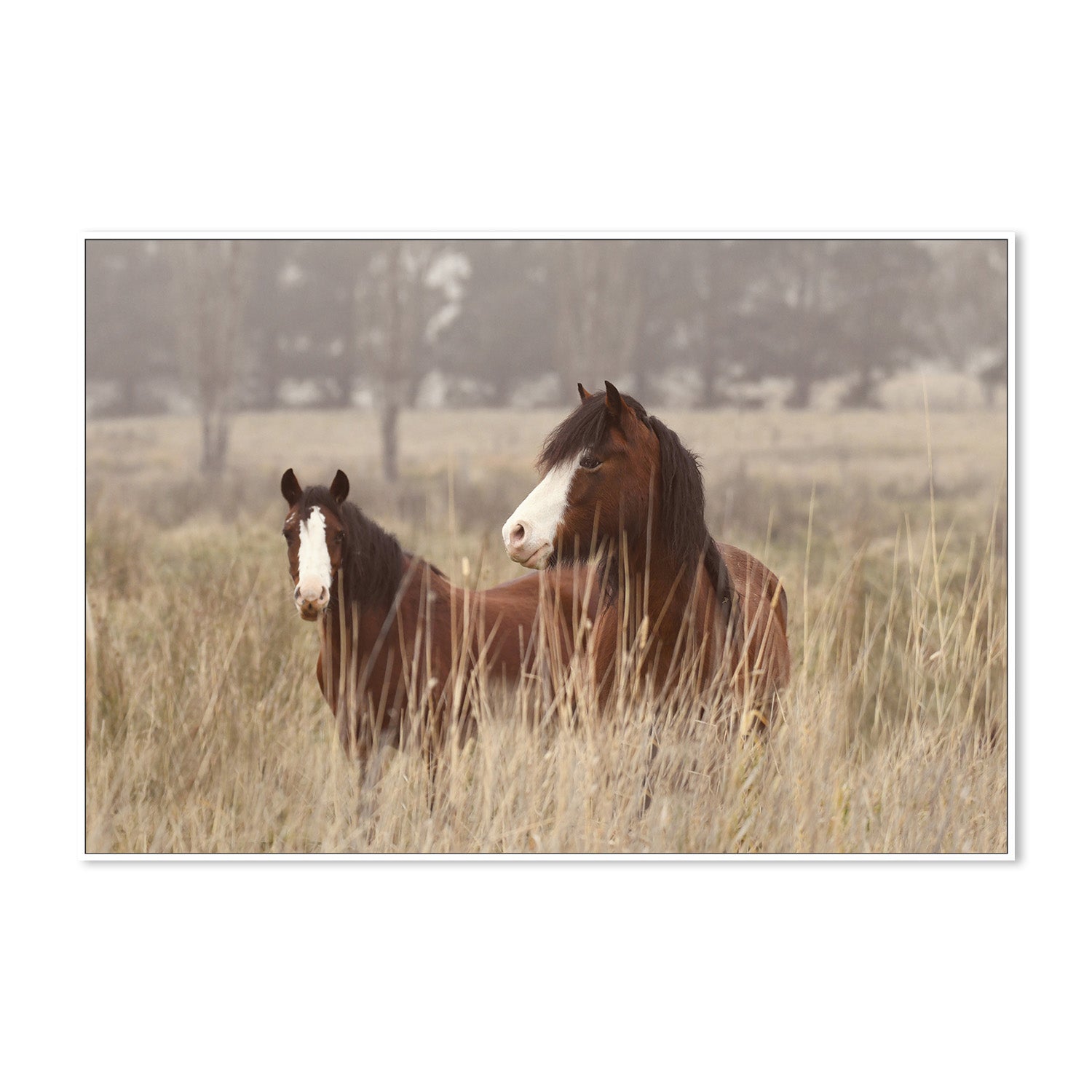 wall-art-print-canvas-poster-framed-Bella And Cookie , By Belinda Gerace-5