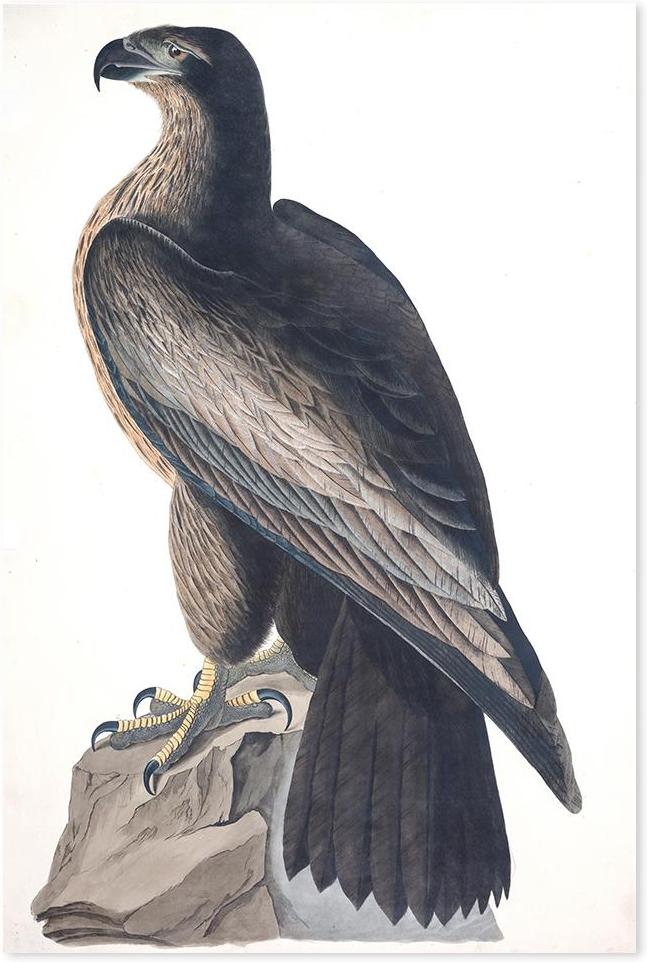 wall-art-print-canvas-poster-framed-Bird Of Washington, By John James Audubon-by-Gioia Wall Art-Gioia Wall Art