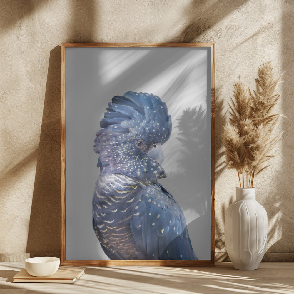 wall-art-print-canvas-poster-framed-Black Cockatoo , By Kathrin Pienaar-2