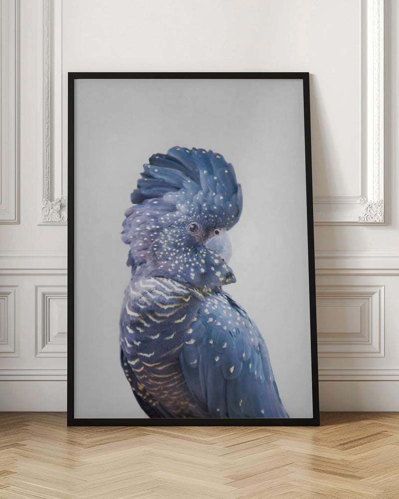 wall-art-print-canvas-poster-framed-Black Cockatoo , By Kathrin Pienaar-3