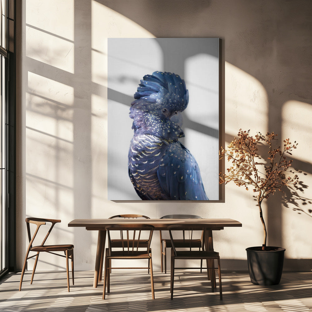 wall-art-print-canvas-poster-framed-Black Cockatoo , By Kathrin Pienaar-4