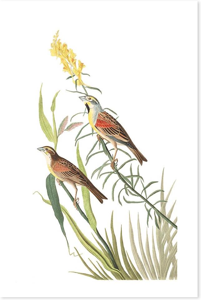 wall-art-print-canvas-poster-framed-Black Throated Bunting, By John James Audubon-by-Gioia Wall Art-Gioia Wall Art