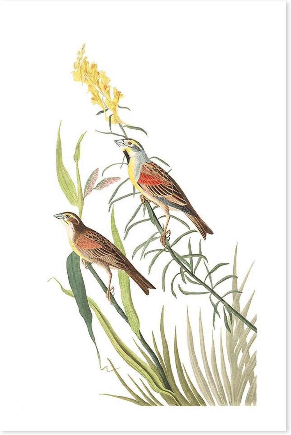 wall-art-print-canvas-poster-framed-Black Throated Bunting, By John James Audubon-by-Gioia Wall Art-Gioia Wall Art