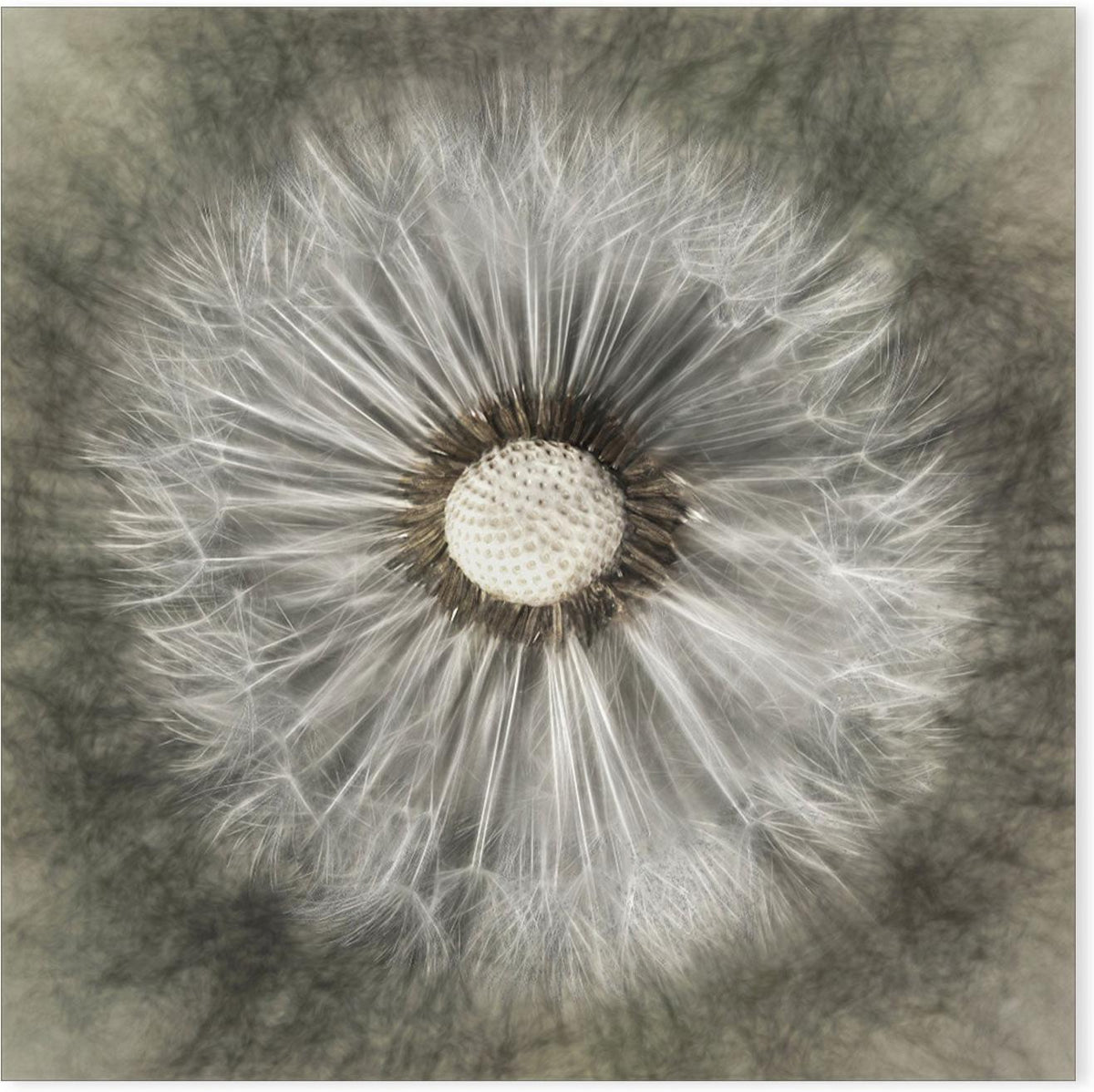 wall-art-print-canvas-poster-framed-Blossoming Dandelion , By Gilbert Claes-GIOIA-WALL-ART