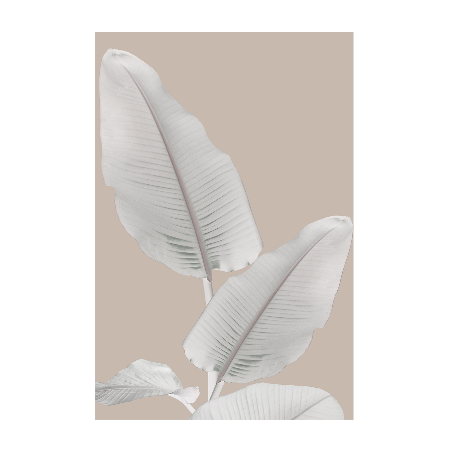 wall-art-print-canvas-poster-framed-Blush Paradise, Style A & B, Set Of 2 , By Danny Singh-9