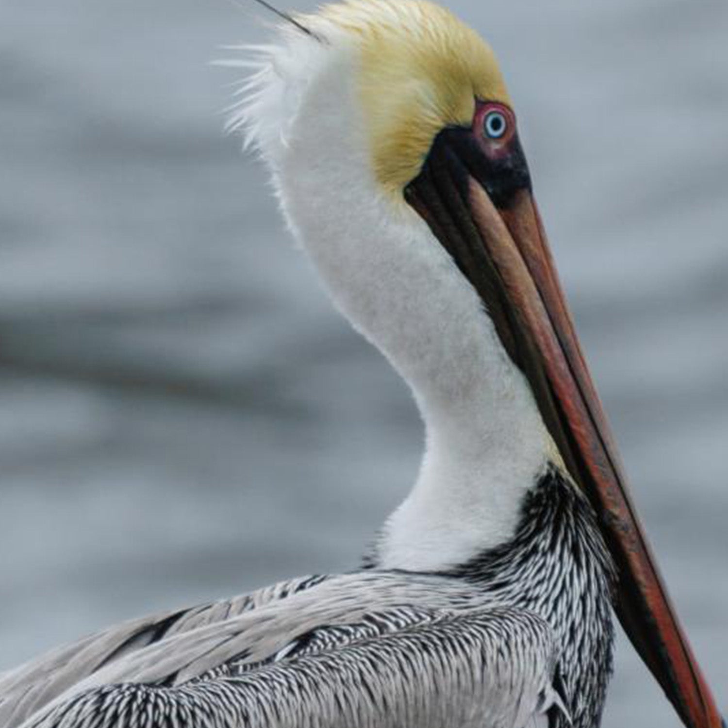 wall-art-print-canvas-poster-framed-Brown Pelican-10