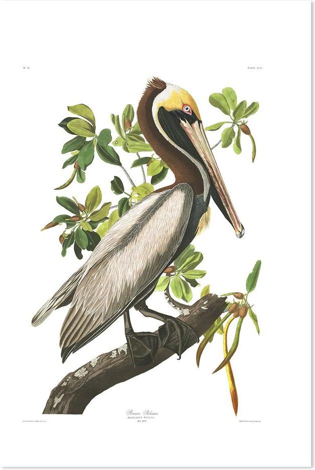 wall-art-print-canvas-poster-framed-Brown Pelican, By John James Audubon-by-Gioia Wall Art-Gioia Wall Art