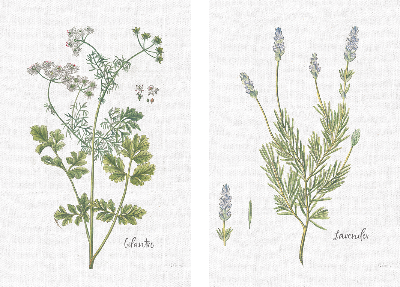 wall-art-print-canvas-poster-framed-Cilantro Cottage Herbs Style C & Lavender Cottage Herbs Style B, Set Of 2 , By Sue Schlabach-1
