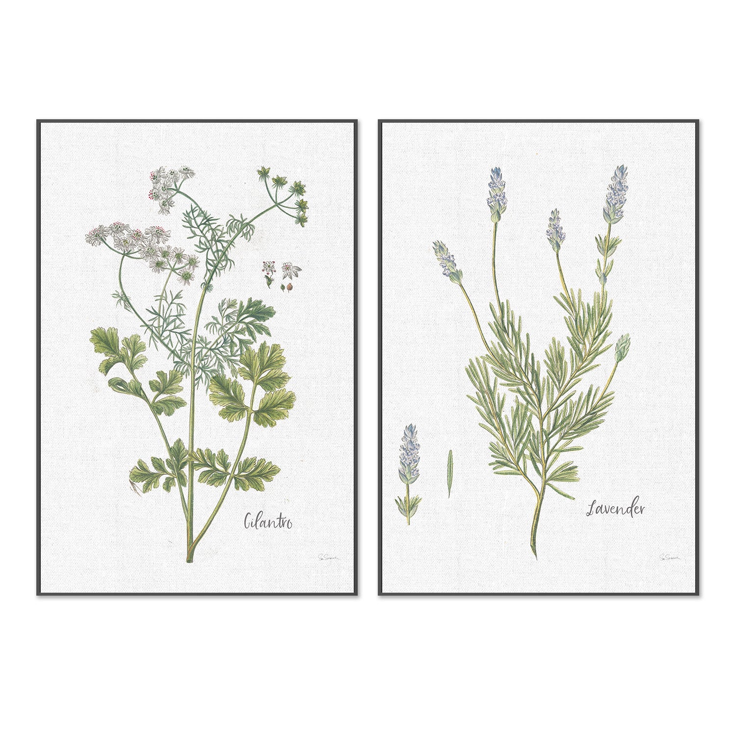 wall-art-print-canvas-poster-framed-Cilantro Cottage Herbs Style C & Lavender Cottage Herbs Style B, Set Of 2 , By Sue Schlabach-3