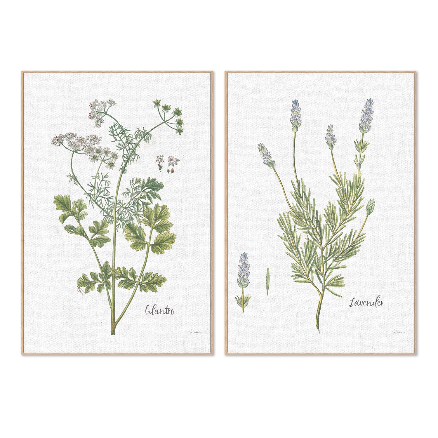 wall-art-print-canvas-poster-framed-Cilantro Cottage Herbs Style C & Lavender Cottage Herbs Style B, Set Of 2 , By Sue Schlabach-4