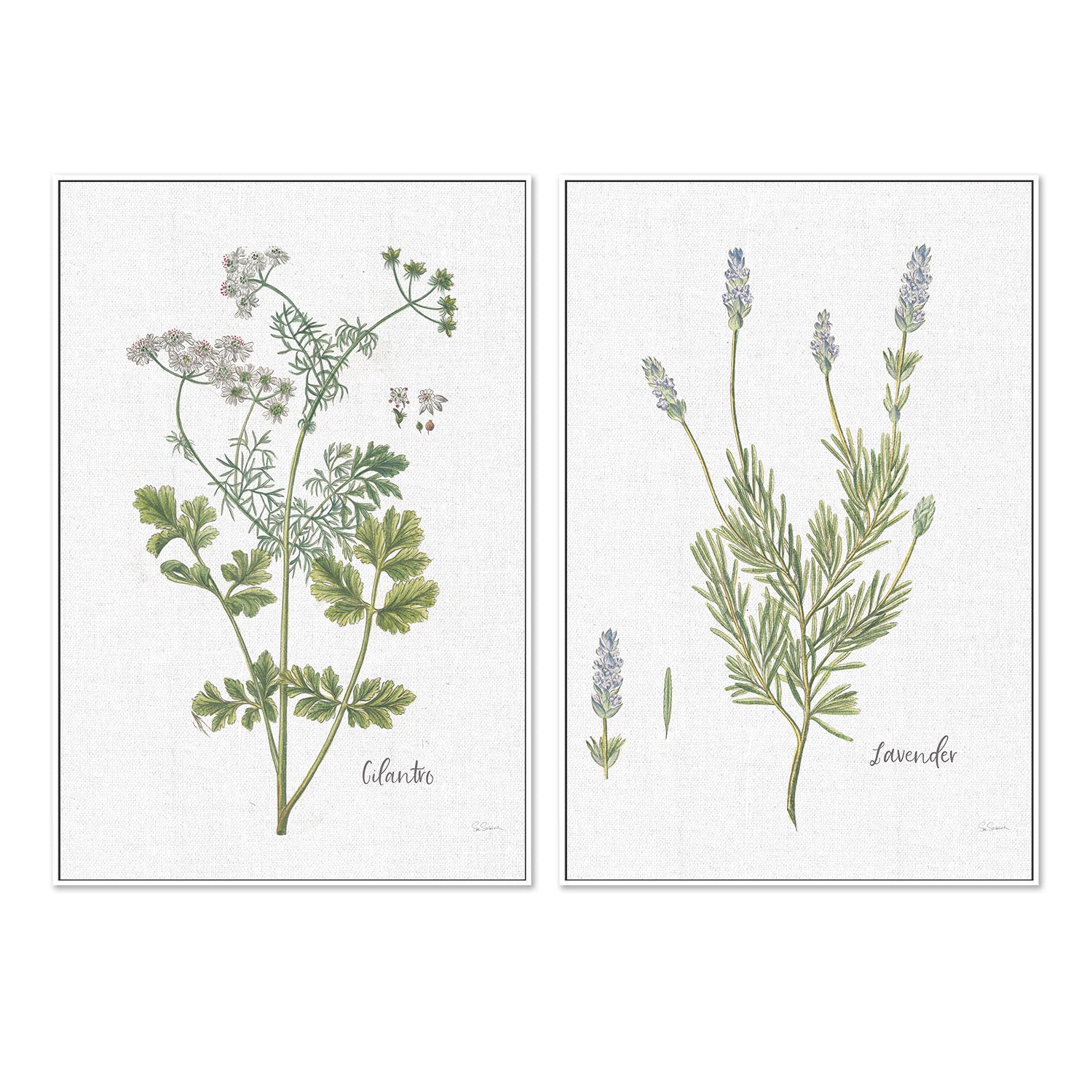 wall-art-print-canvas-poster-framed-Cilantro Cottage Herbs Style C & Lavender Cottage Herbs Style B, Set Of 2 , By Sue Schlabach-5
