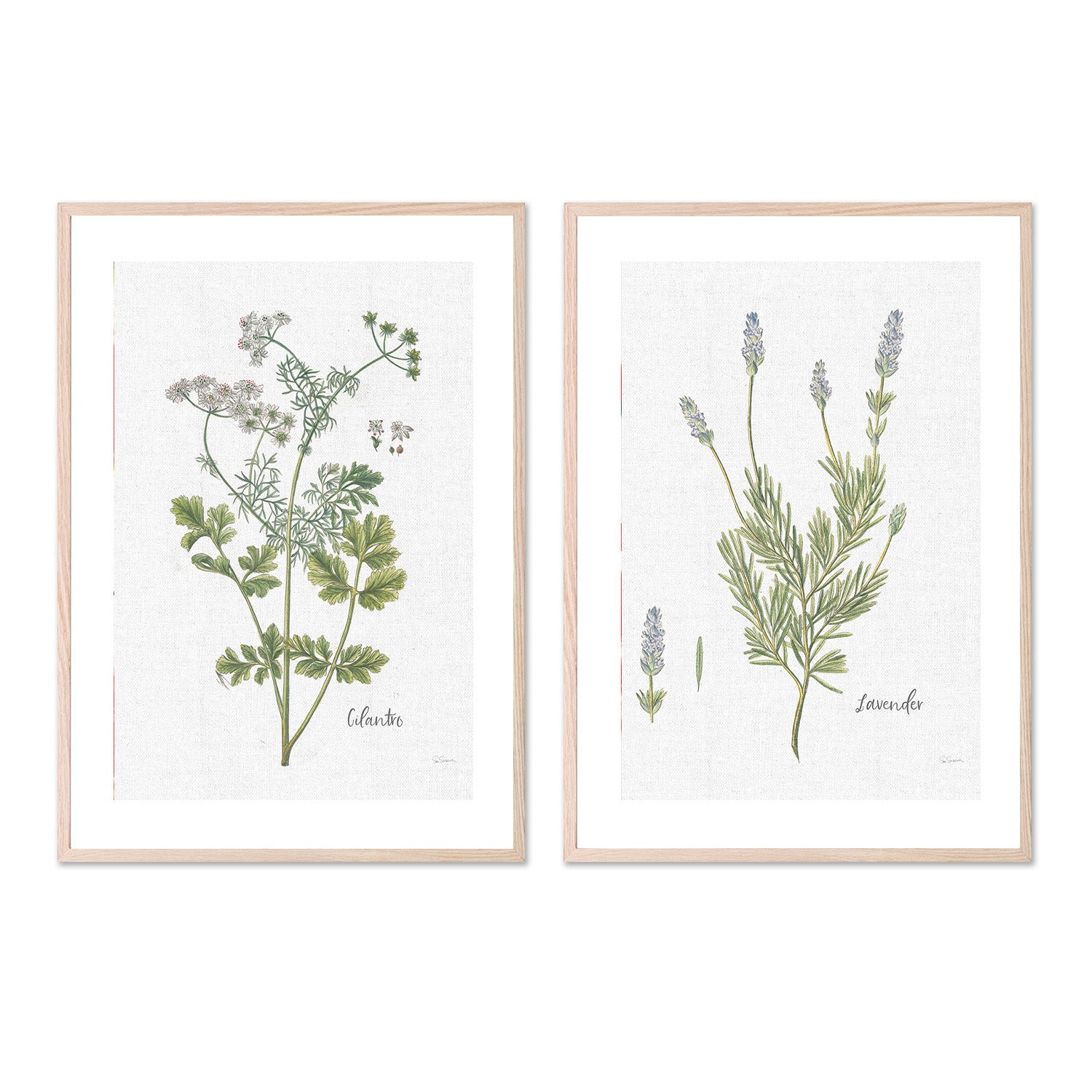 wall-art-print-canvas-poster-framed-Cilantro Cottage Herbs Style C & Lavender Cottage Herbs Style B, Set Of 2 , By Sue Schlabach-6