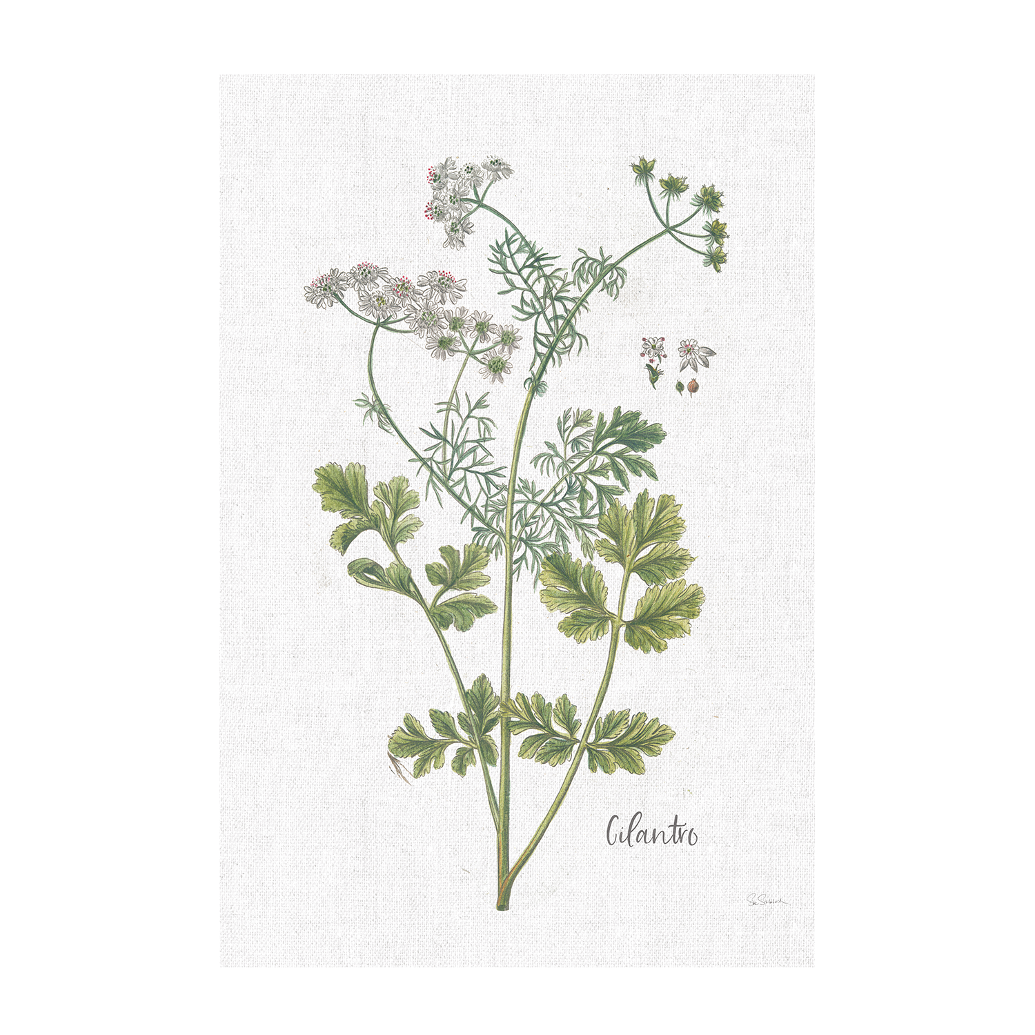 wall-art-print-canvas-poster-framed-Cilantro Cottage Herbs Style C & Lavender Cottage Herbs Style B, Set Of 2 , By Sue Schlabach-8
