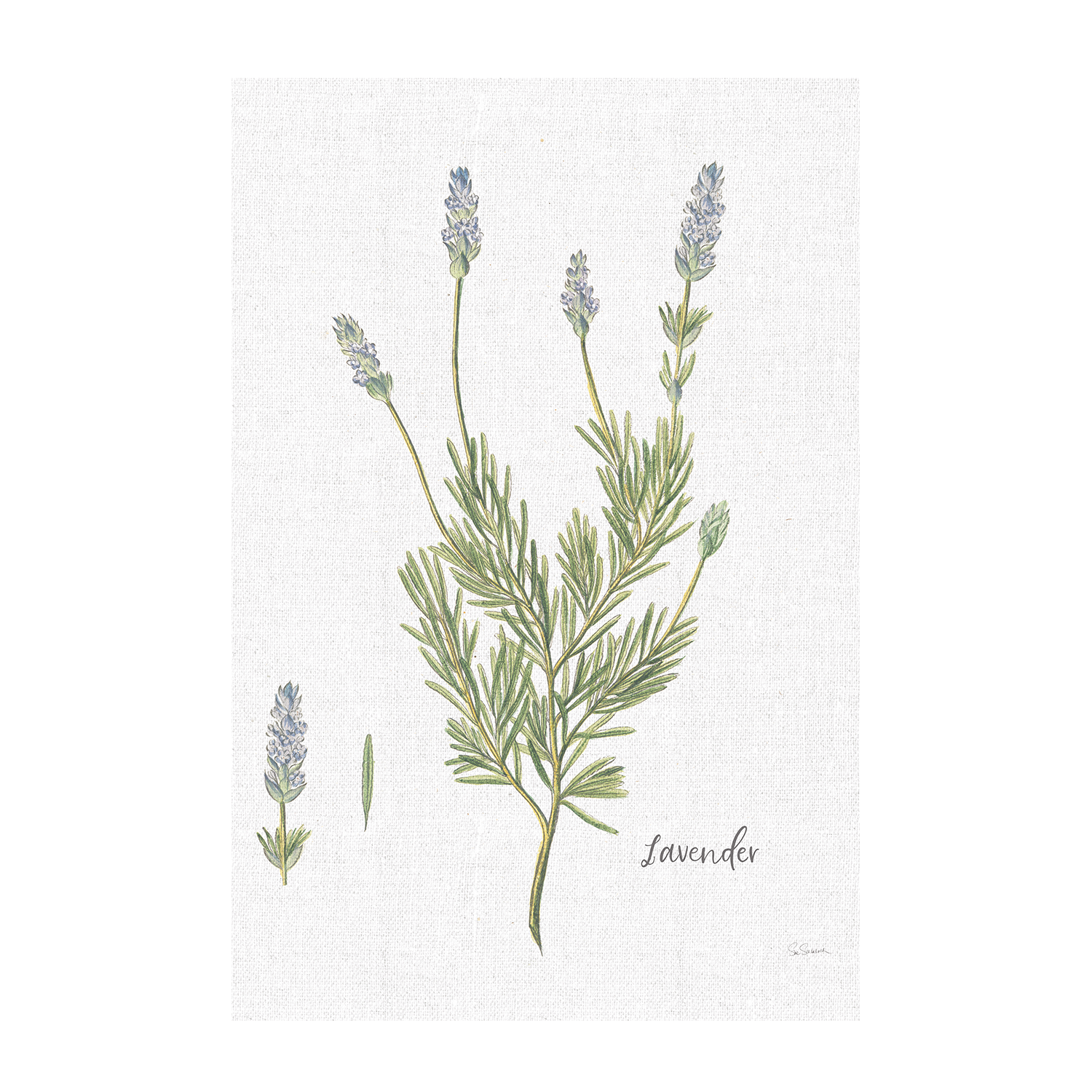 wall-art-print-canvas-poster-framed-Cilantro Cottage Herbs Style C & Lavender Cottage Herbs Style B, Set Of 2 , By Sue Schlabach-9