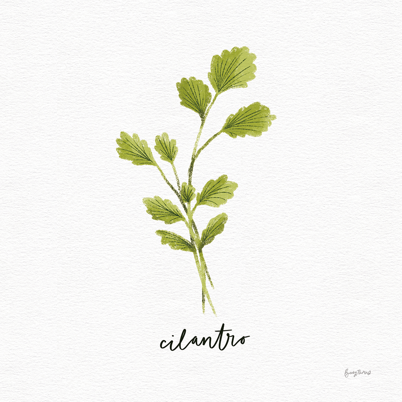 wall-art-print-canvas-poster-framed-Cilantro Herbs White, Style C , By Becky Thorns-1