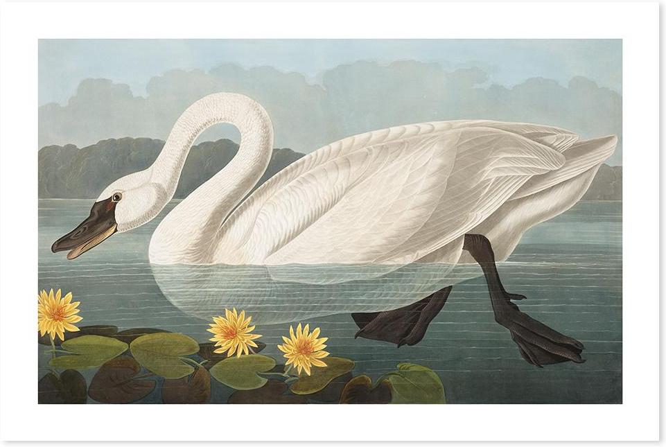 wall-art-print-canvas-poster-framed-Common American Swan, By John James Audubon-by-Gioia Wall Art-Gioia Wall Art