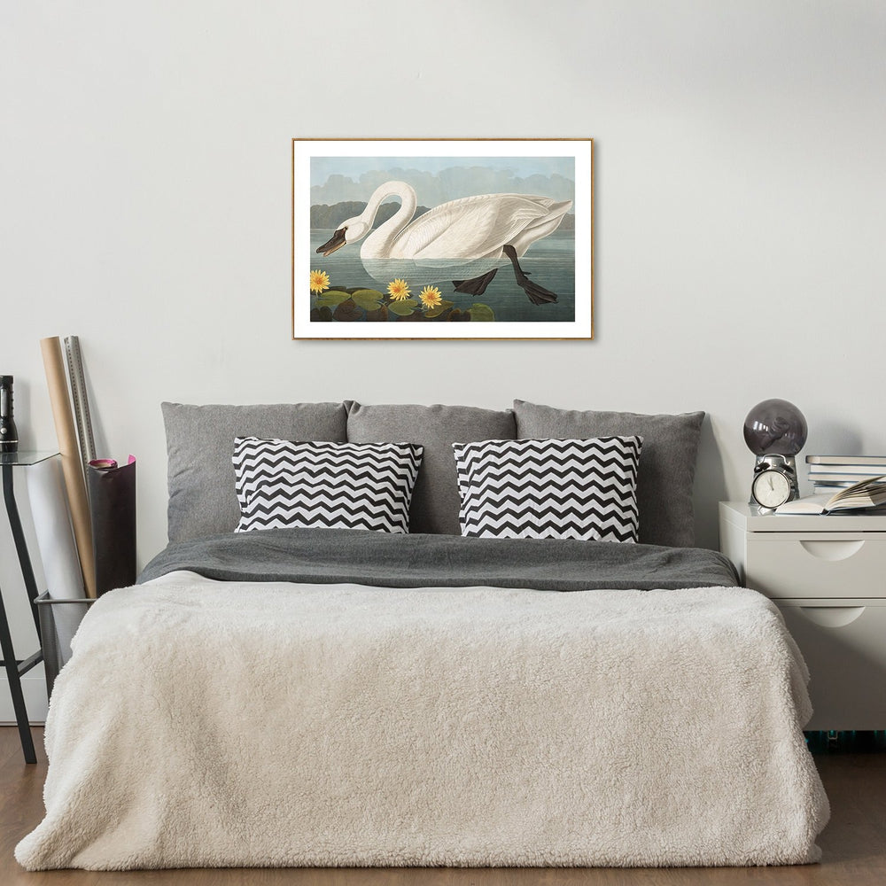 wall-art-print-canvas-poster-framed-Common American Swan, By John James Audubon-by-Gioia Wall Art-Gioia Wall Art