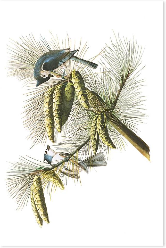 wall-art-print-canvas-poster-framed-Crested Titmouse, By John James Audubon-by-Gioia Wall Art-Gioia Wall Art