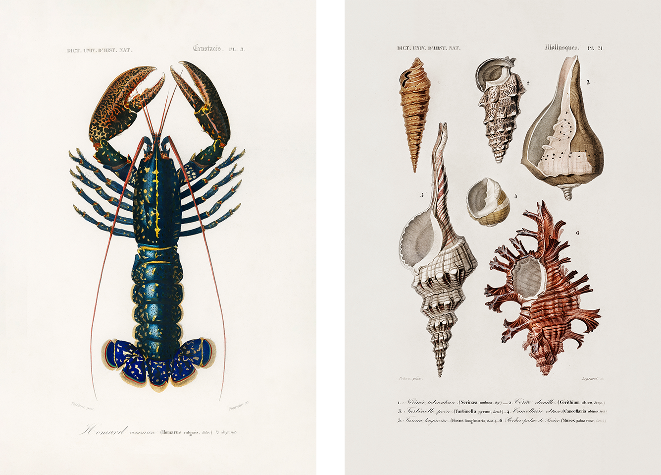 wall-art-print-canvas-poster-framed-Crimson Crawfish & Sealife, Set Of 2-1
