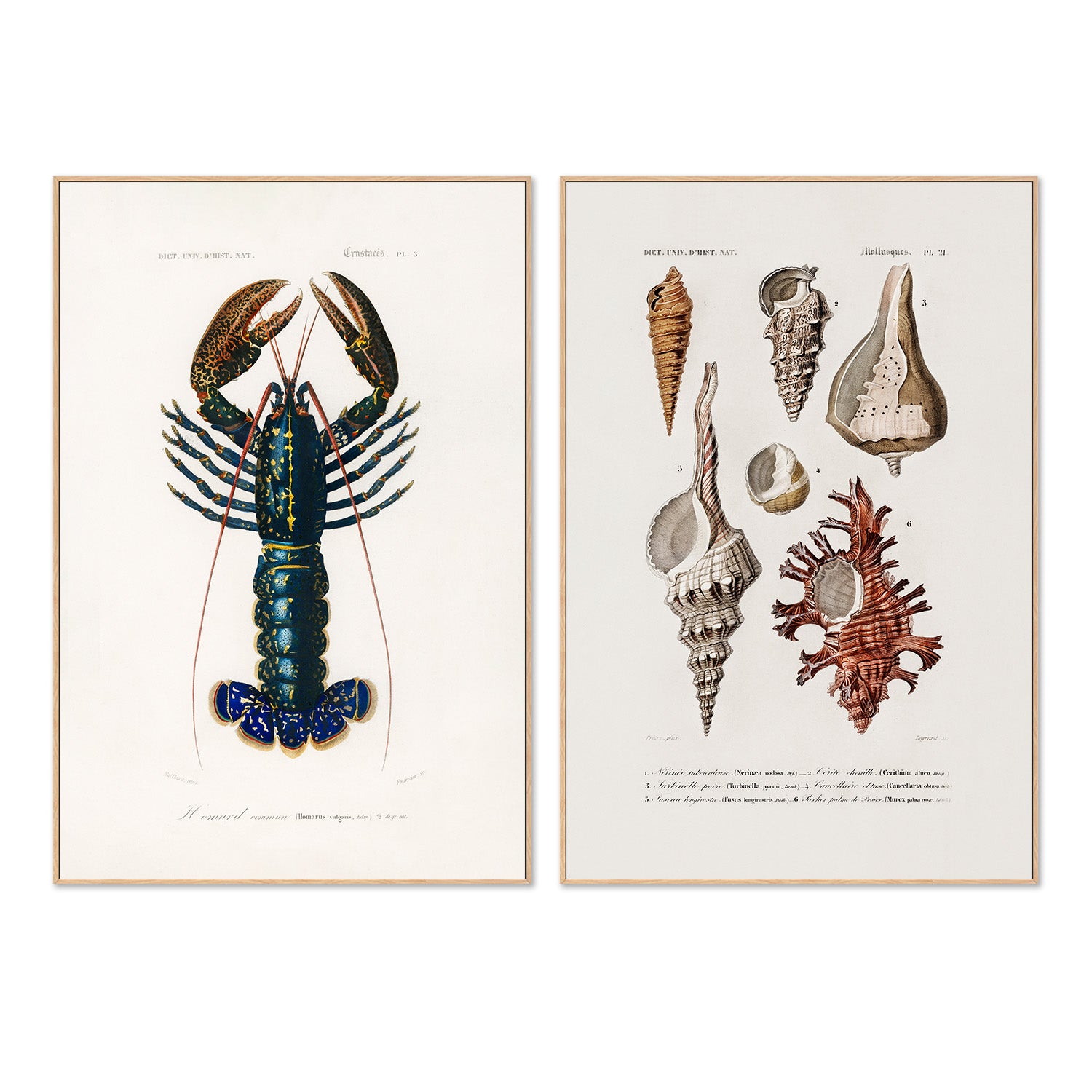 wall-art-print-canvas-poster-framed-Crimson Crawfish & Sealife, Set Of 2-4