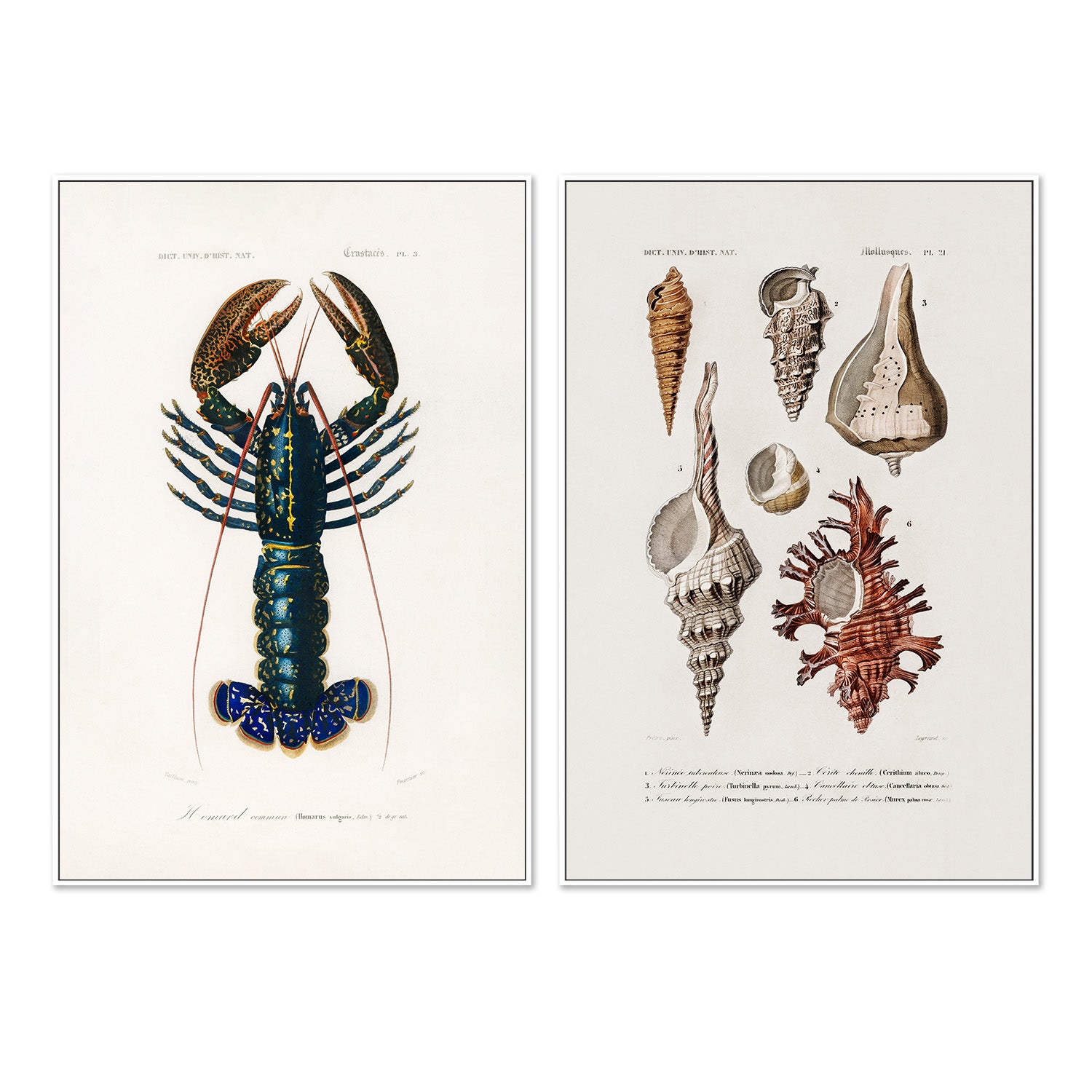 wall-art-print-canvas-poster-framed-Crimson Crawfish & Sealife, Set Of 2-5