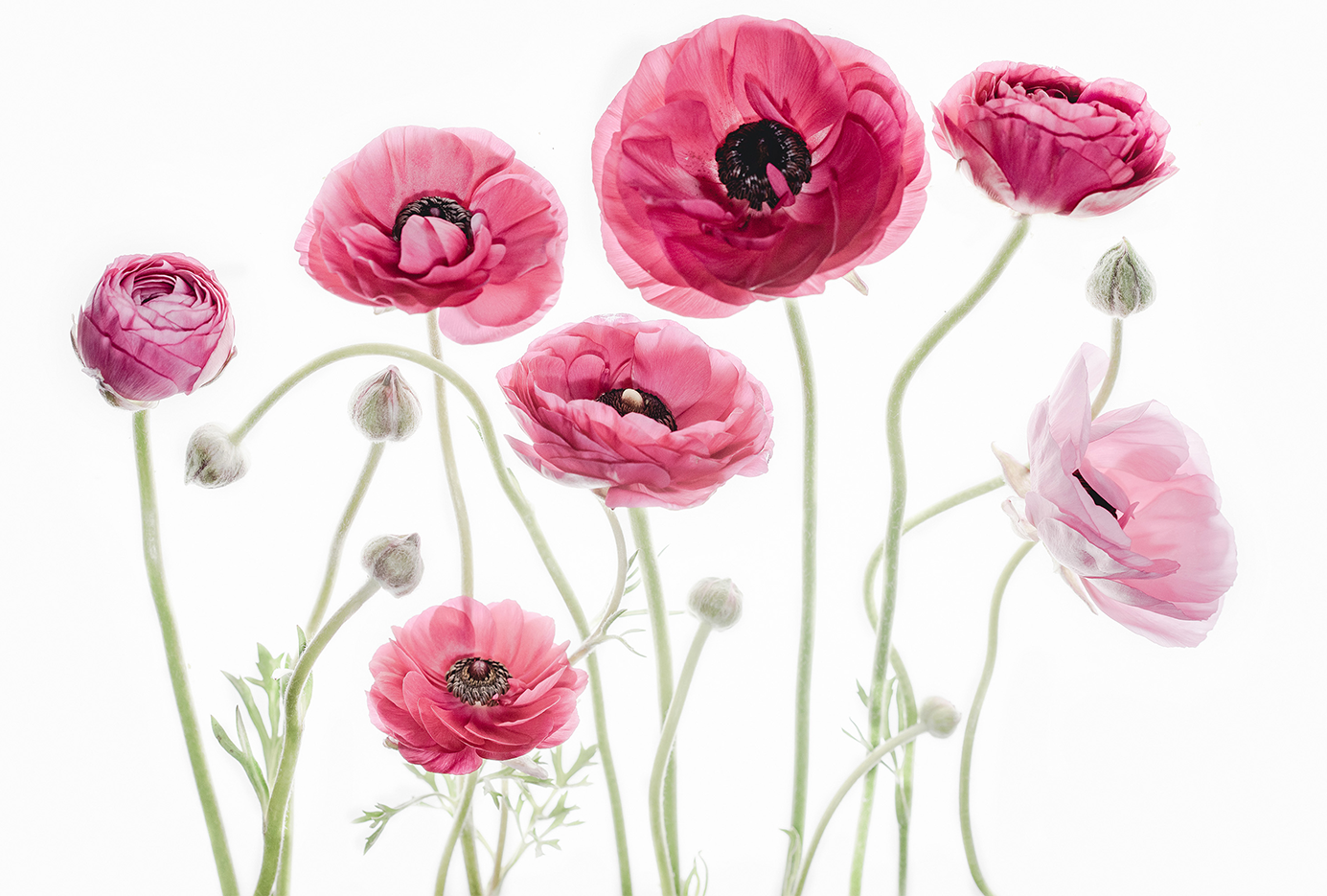 wall-art-print-canvas-poster-framed-Delicate Arrangement-1