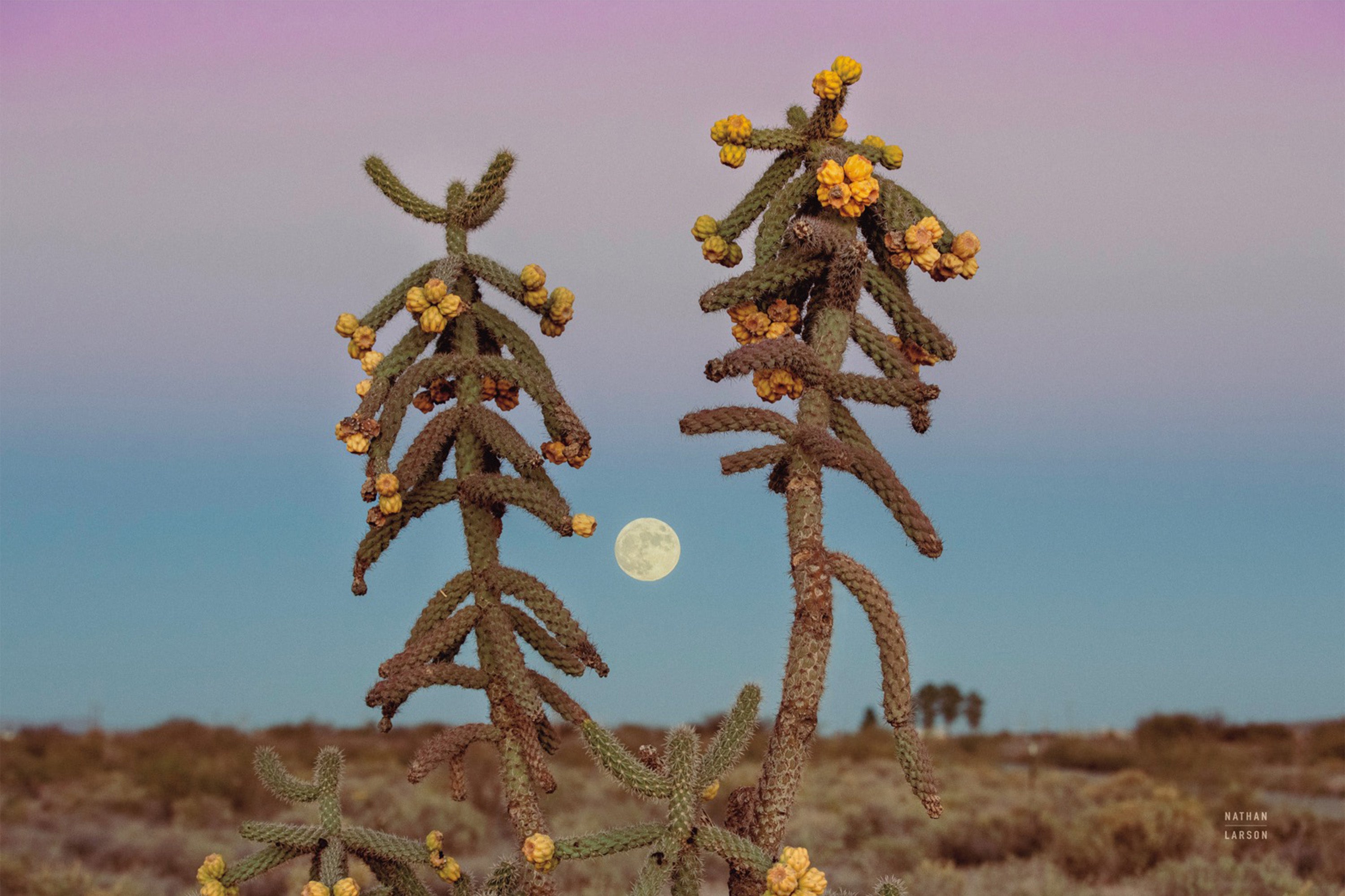 wall-art-print-canvas-poster-framed-Desert Moonrise-1