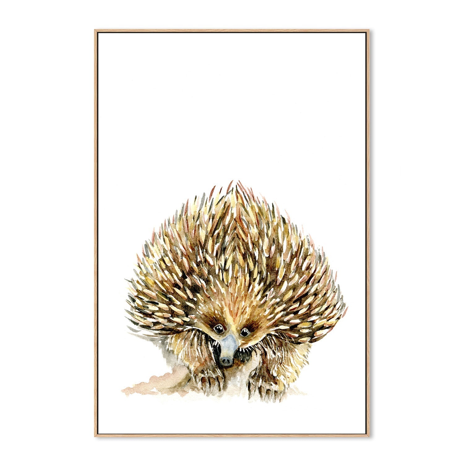 wall-art-print-canvas-poster-framed-Echidna , By Jessie Mitchelson-GIOIA-WALL-ART