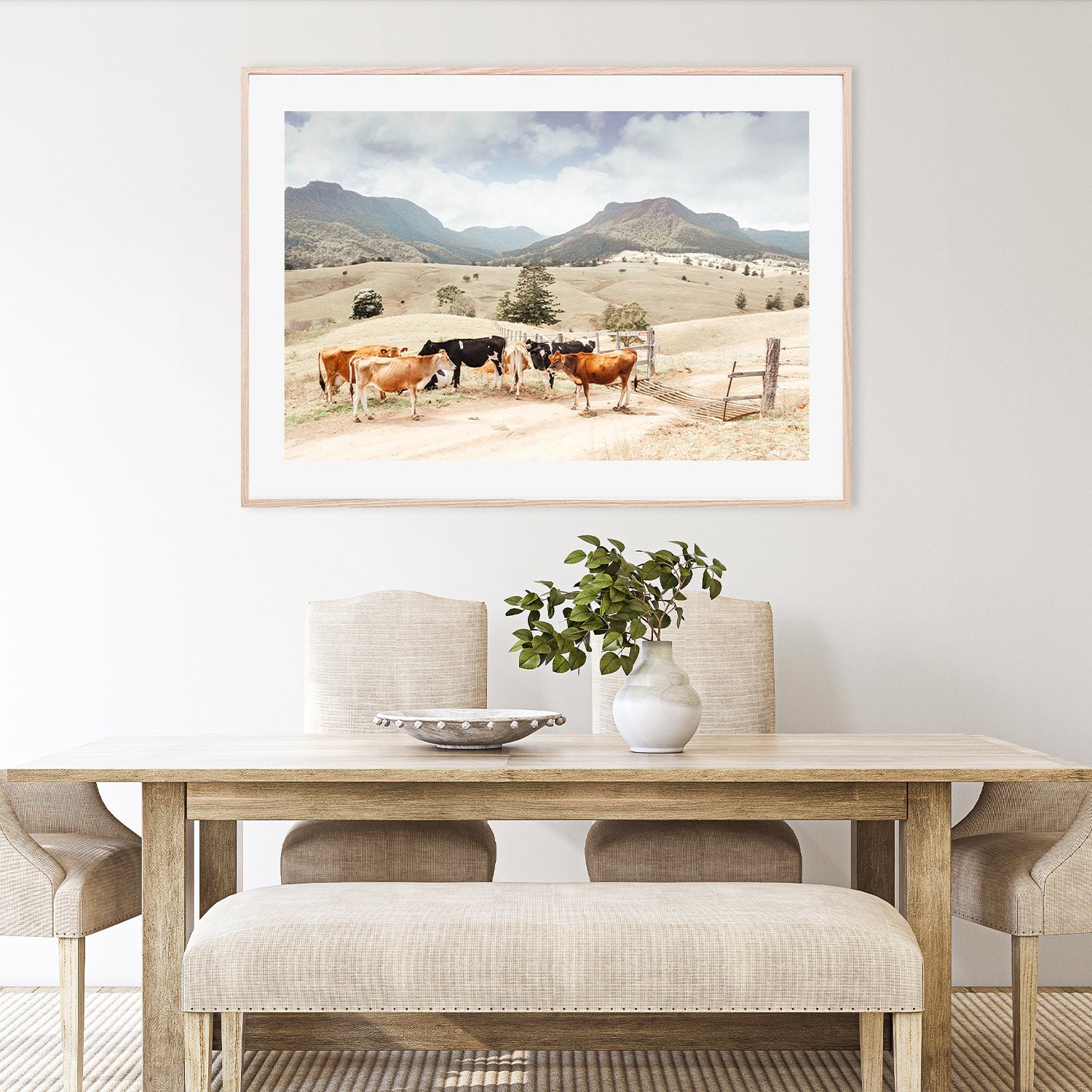 Farm Cows, Darlington, South East Queensland