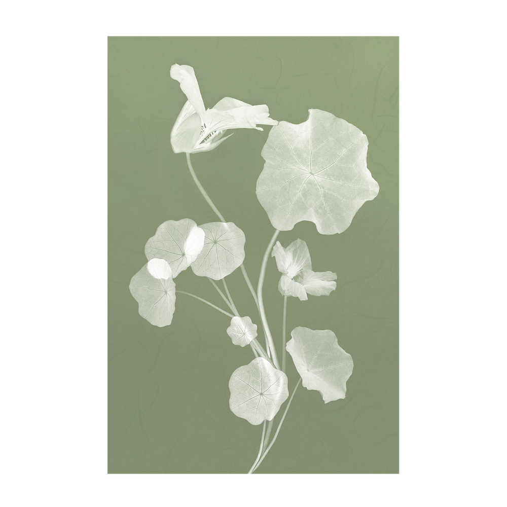 wall-art-print-canvas-poster-framed-Floral Dancer, Style A & B, Set Of 2 , By Leda Robertson-9