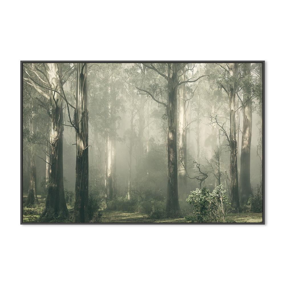wall-art-print-canvas-poster-framed-Forest Gum Trees on a Foggy Day, Shroud , By Andrew Paranavitana-4