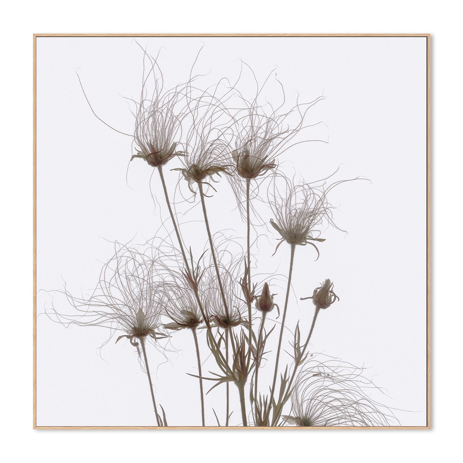 wall-art-print-canvas-poster-framed-Geum Seed Heads Brown , By Asia Jensen-4