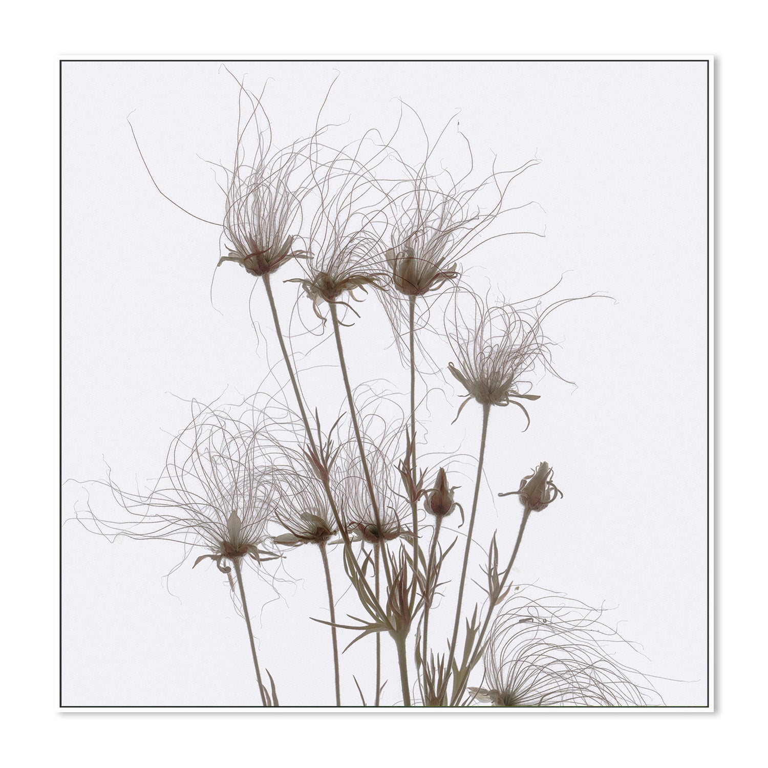 wall-art-print-canvas-poster-framed-Geum Seed Heads Brown , By Asia Jensen-5