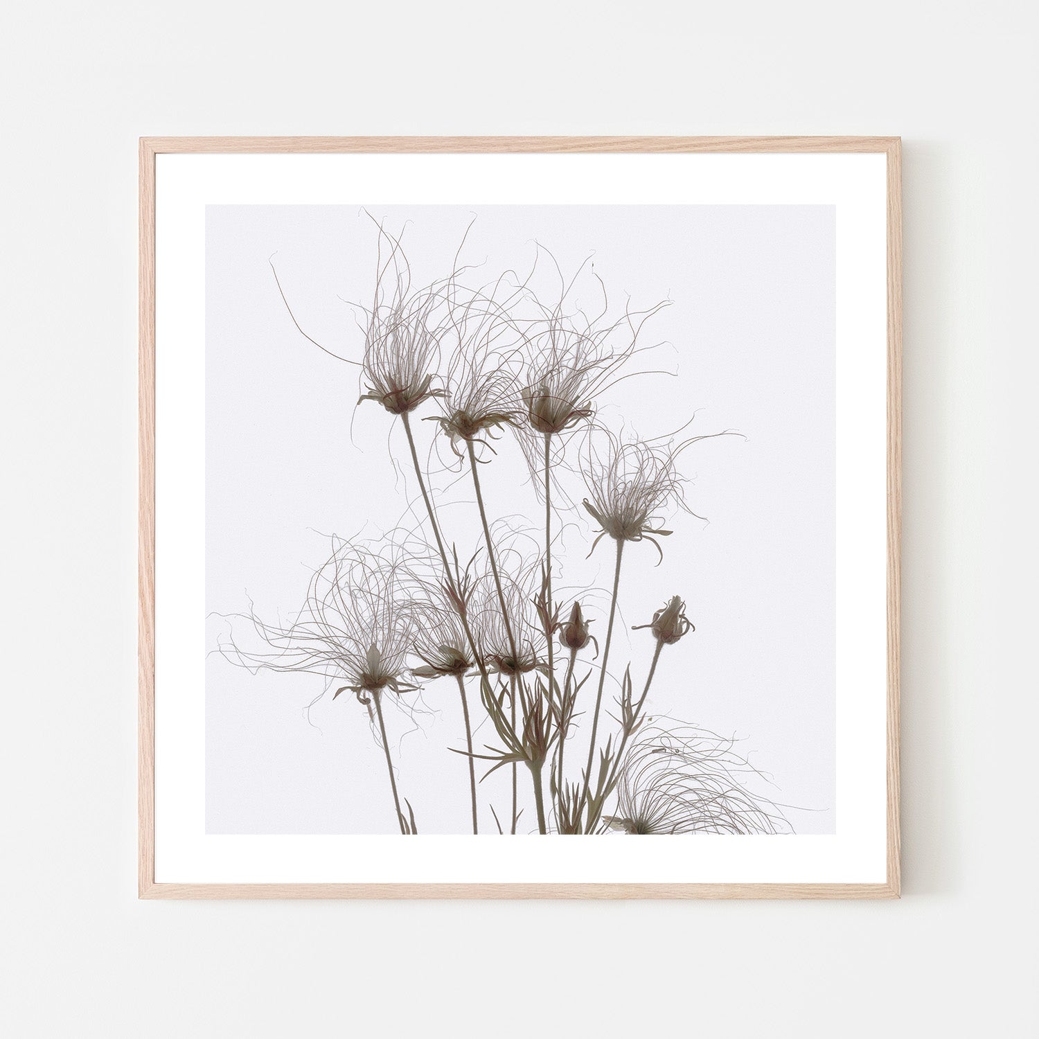 wall-art-print-canvas-poster-framed-Geum Seed Heads Brown , By Asia Jensen-6