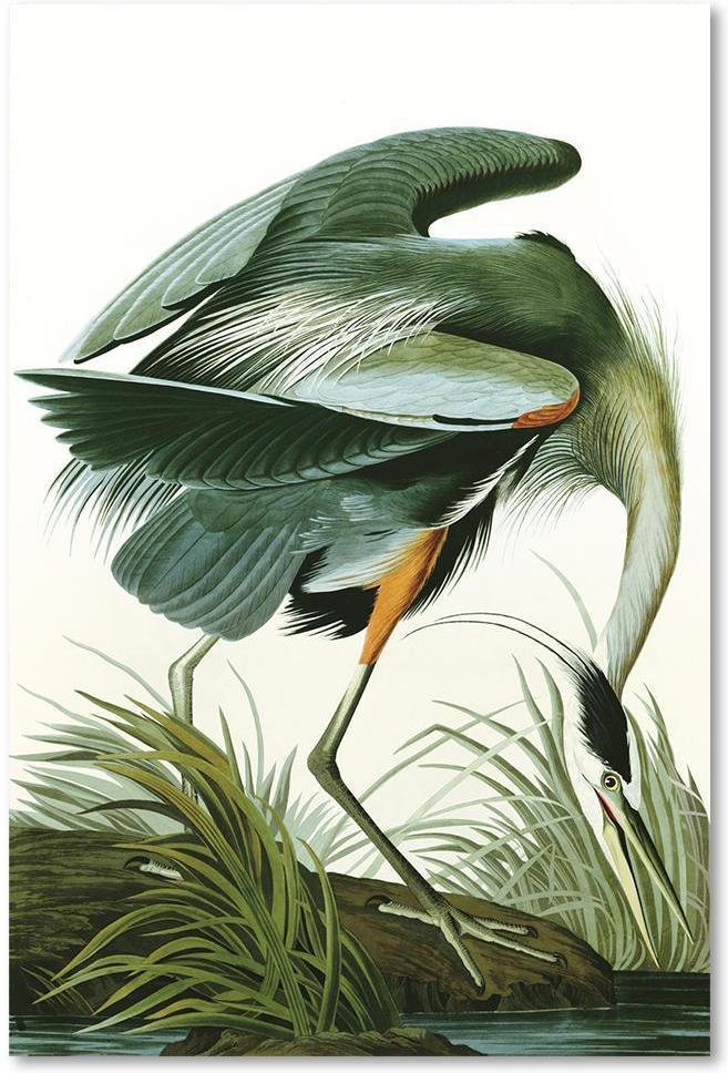 wall-art-print-canvas-poster-framed-Great Blue Heron By John James Audubon-by-Gioia Wall Art-Gioia Wall Art