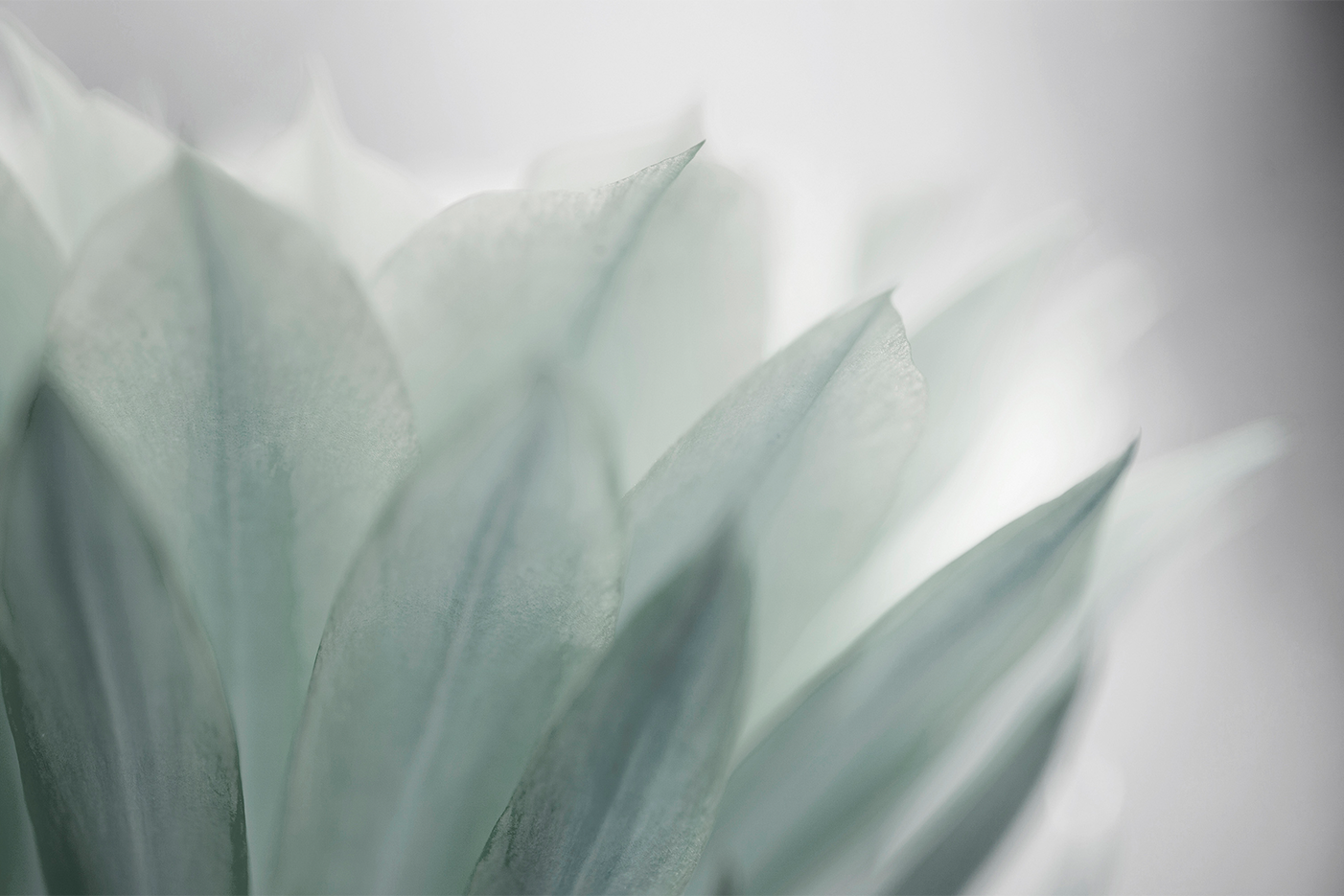 wall-art-print-canvas-poster-framed-Green Leaves Blooming , By Lily Mourier-1