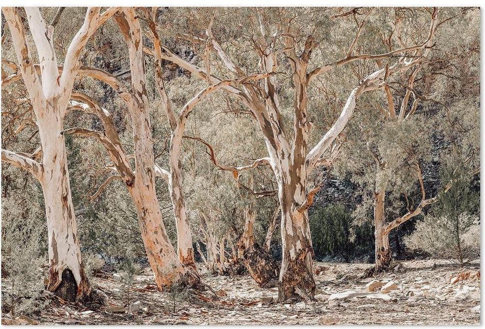 Gum Tree Forest-Gioia-Prints-Framed-Canvas-Poster-GIOIA-WALL-ART