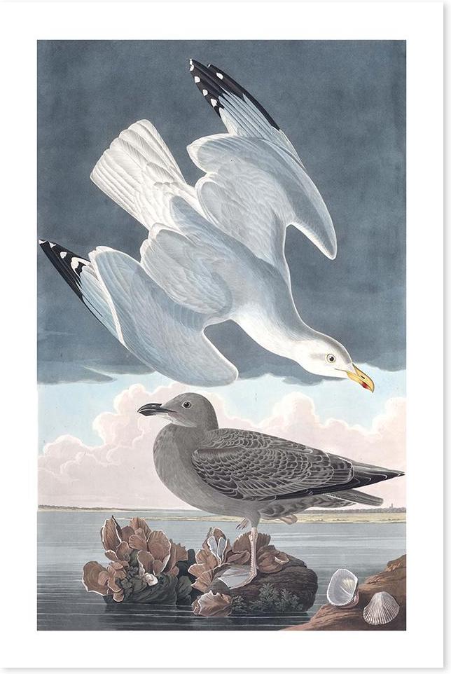 wall-art-print-canvas-poster-framed-Herring Gull, By John James Audubon-by-Gioia Wall Art-Gioia Wall Art