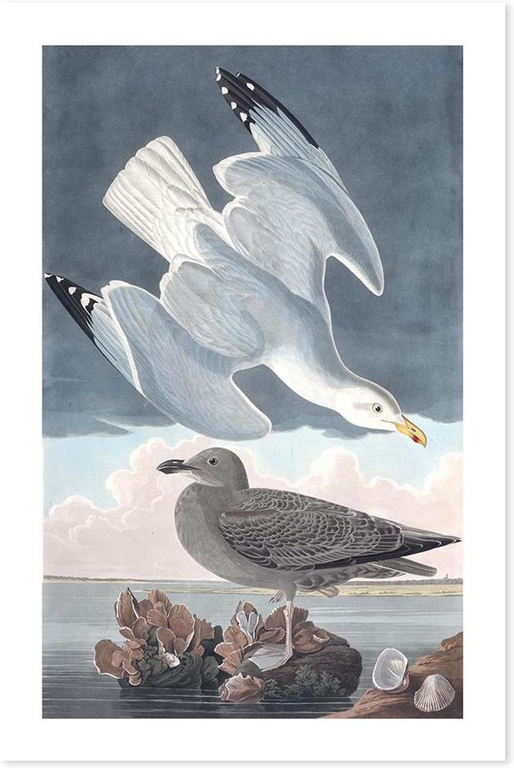 wall-art-print-canvas-poster-framed-Herring Gull, By John James Audubon-by-Gioia Wall Art-Gioia Wall Art